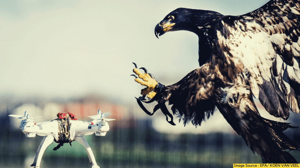 birdsofpray